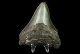 3.01" Fossil Megalodon Tooth - North Carolina - #130068-1